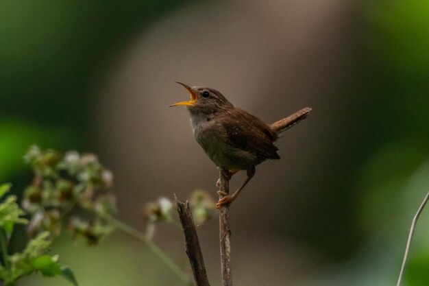 Close-up of bird perching on a plant