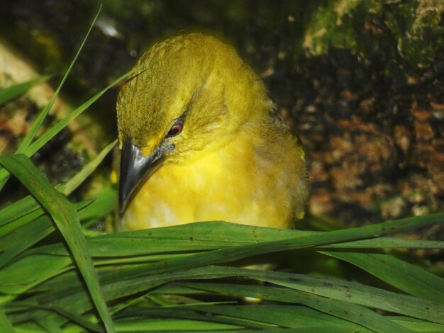 Close-up of bird perching on plant