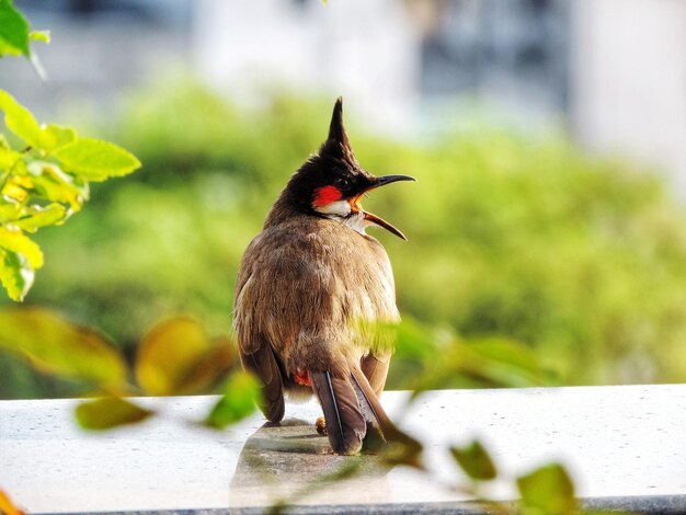 Photo close-up of bird perching on a plant