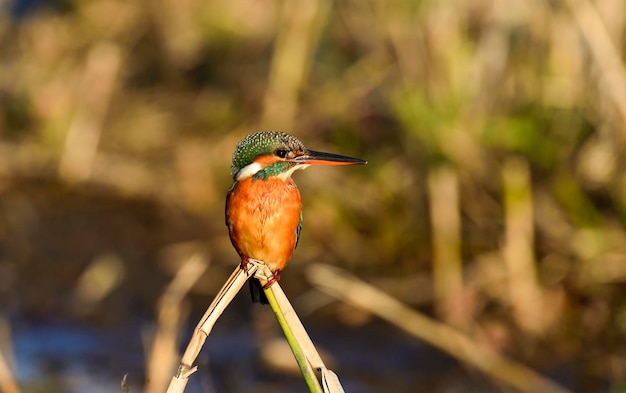 Photo close-up of bird perching on plant