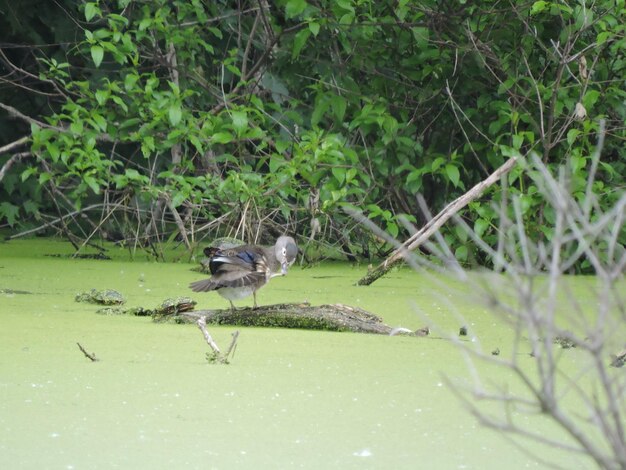 Close-up of bird perching on plant