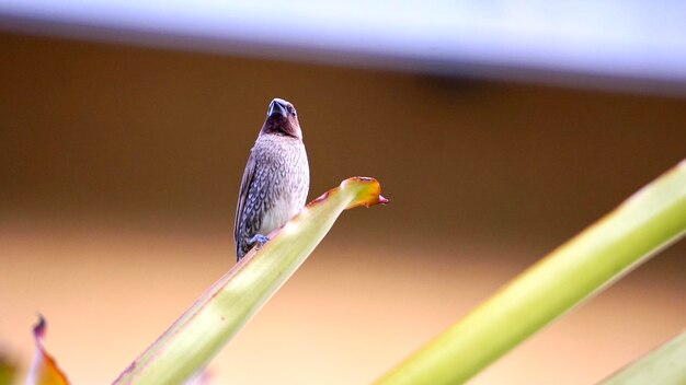 Close-up of bird perching on a plant