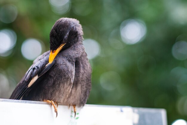 Photo close-up of bird perching on plant