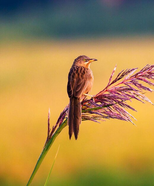 Photo close-up of bird perching on plant