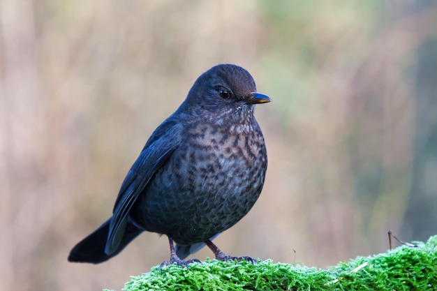 植物 に 座っ て いる 鳥 の クローズアップ