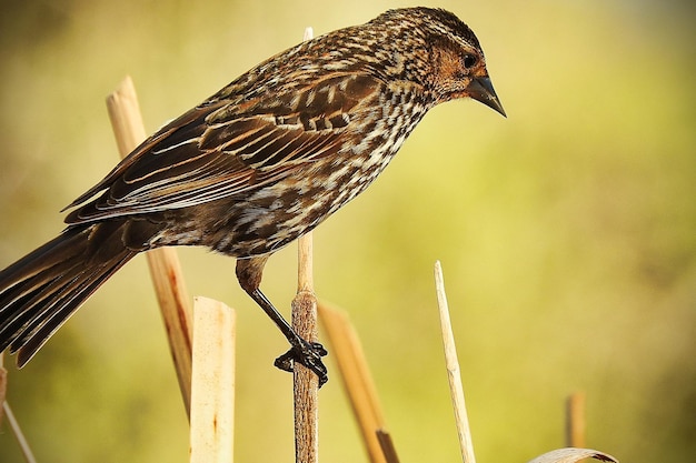 植物 に 座っ て いる 鳥 の クローズアップ