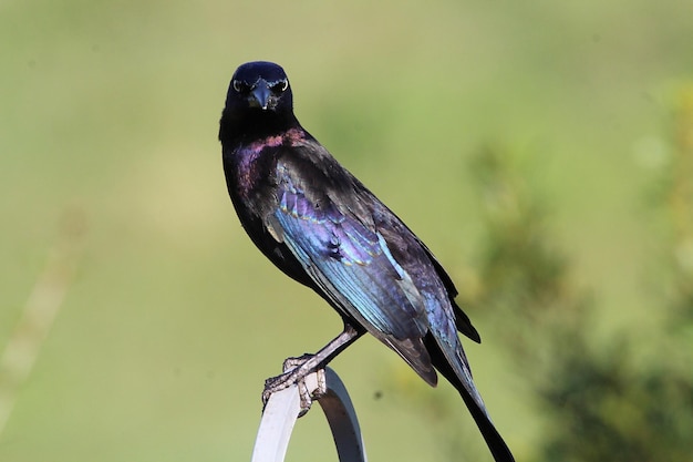 植物 に 座っ て いる 鳥 の クローズアップ