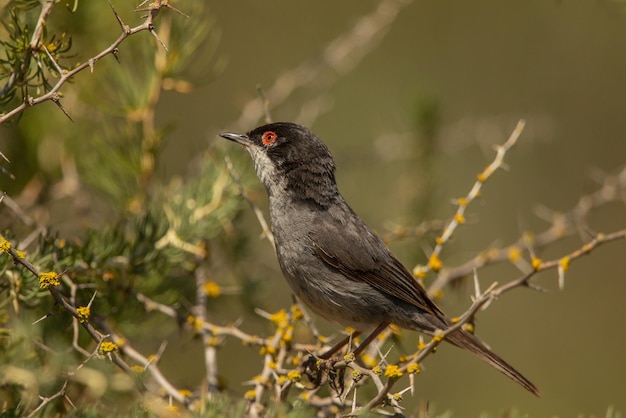 Photo close-up of bird perching on a plant