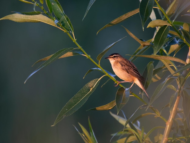 Photo close-up of bird perching on plant