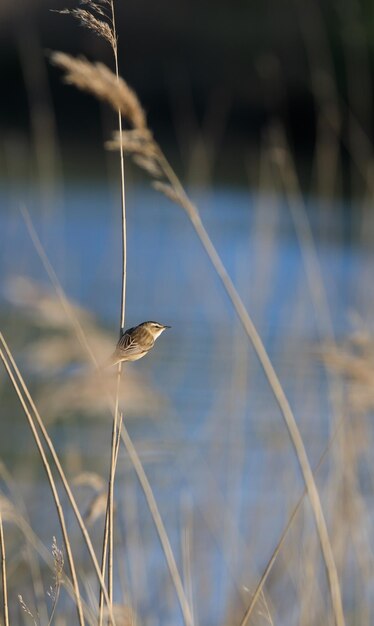 Close-up of bird perching on plant