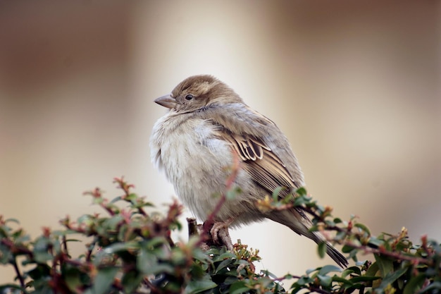 植物 に 座っ て いる 鳥 の クローズアップ