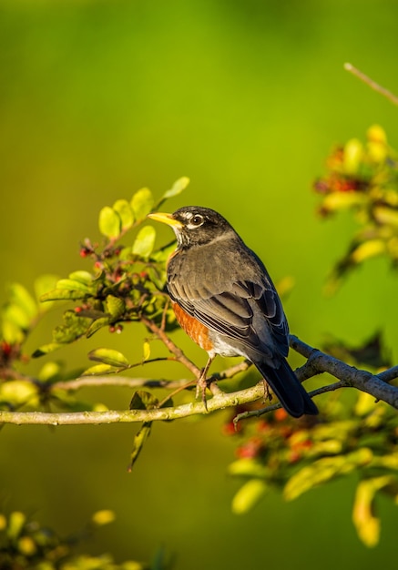 Photo close-up of bird perching on a plant