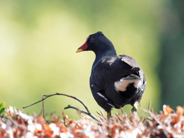 Photo close-up of bird perching on a plant