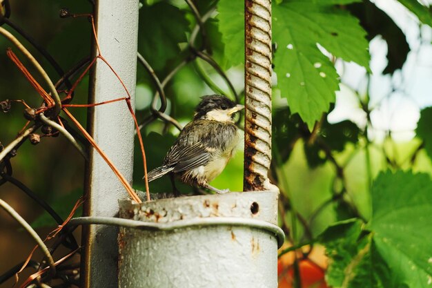 植物 に 座っ て いる 鳥 の クローズアップ