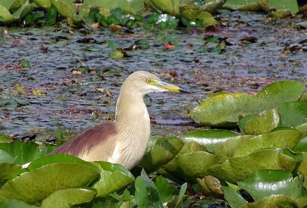 Foto prossimo piano di un uccello appoggiato su una pianta