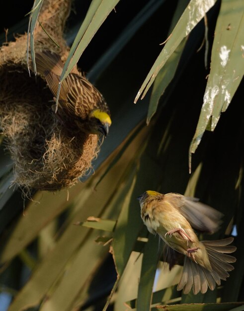 Foto prossimo piano di un uccello appollaiato su una pianta