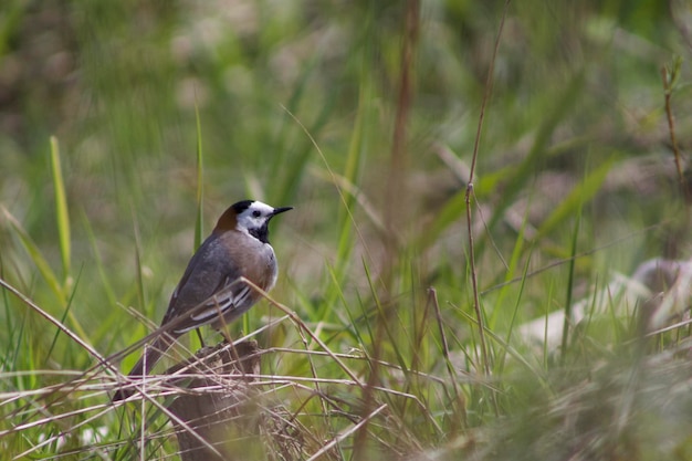 Photo close-up of bird perching on plant