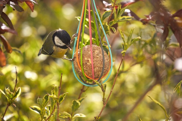 Photo close-up of bird perching on a plant