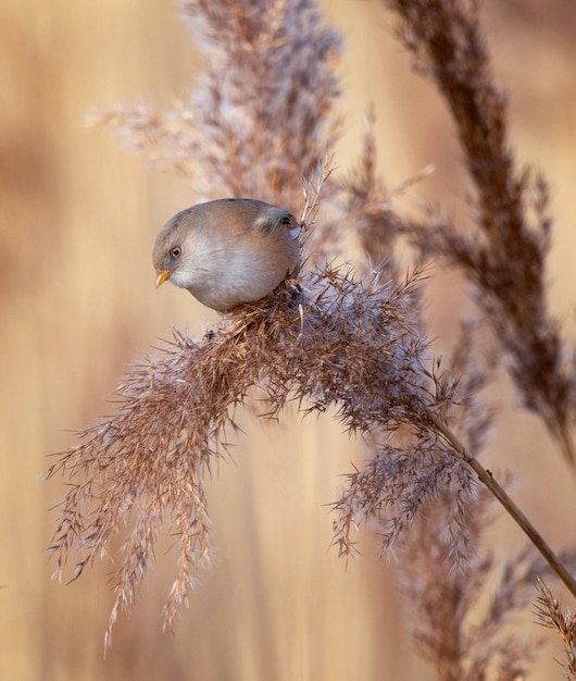 close-up of bird perching on plant