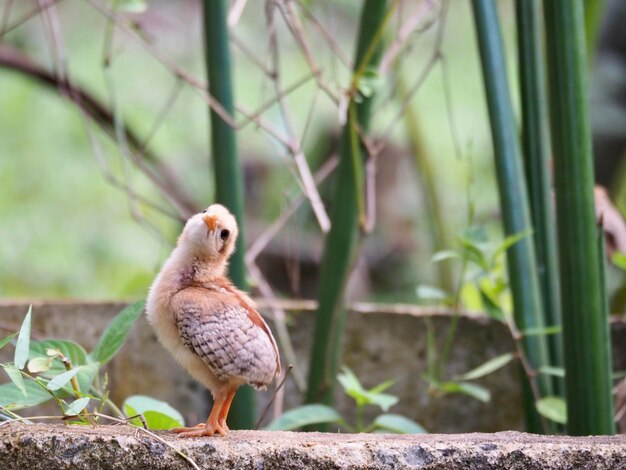 Close-up of a bird perching on plant