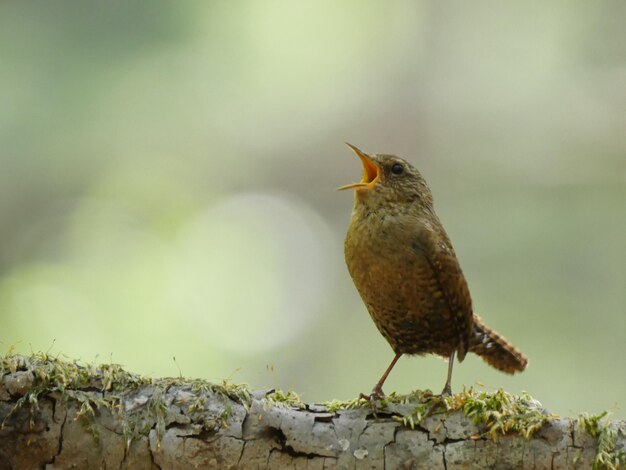 Close-up of bird perching on a plant