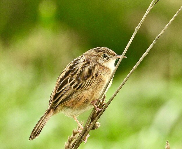 Photo close-up of bird perching on plant