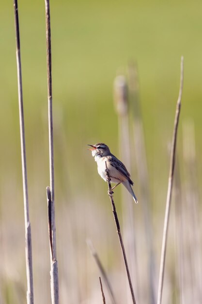 Foto prossimo piano di un uccello appoggiato su una pianta