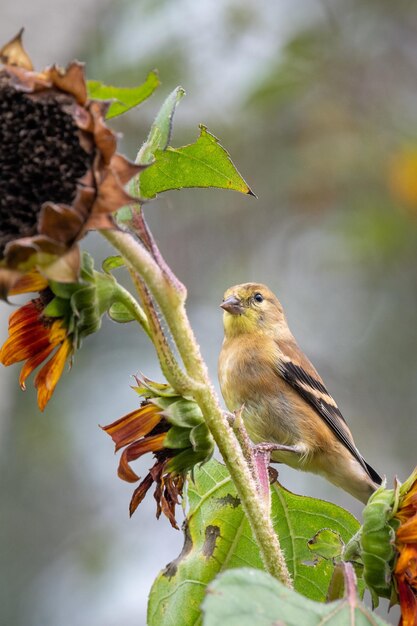 Photo close-up of bird perching on plant