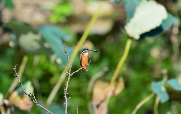 Close-up of bird perching on plant