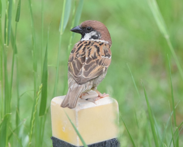 Photo close-up of bird perching on plant