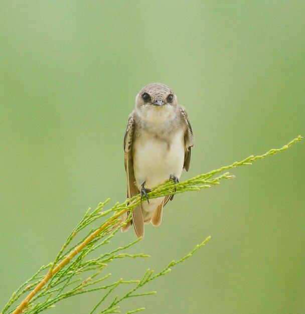 Photo close-up of bird perching on plant