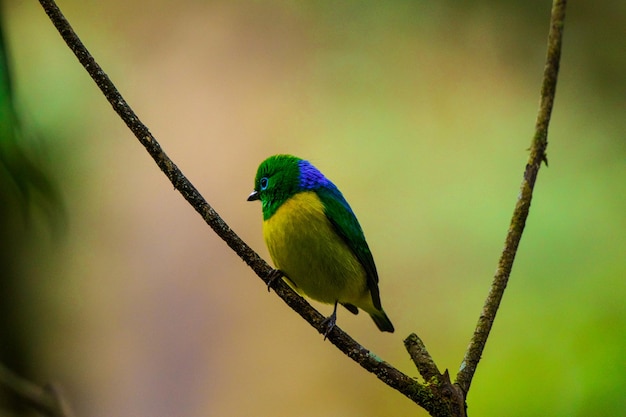 植物 に 座っ て いる 鳥 の クローズアップ