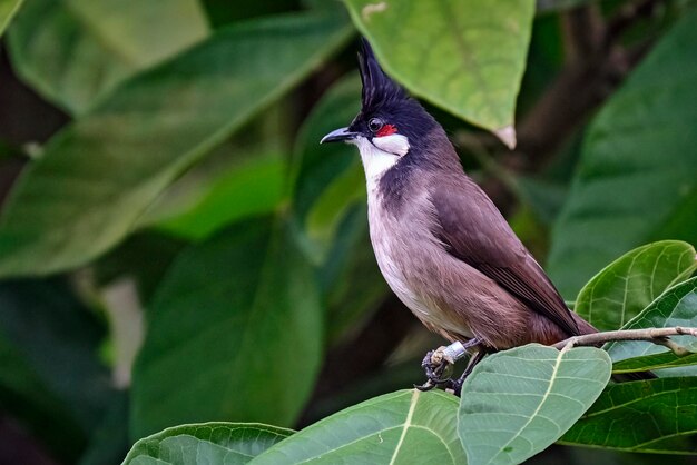 Close-up of bird perching on plant