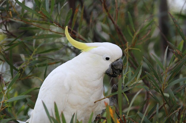 Close-up of a bird perching on plant