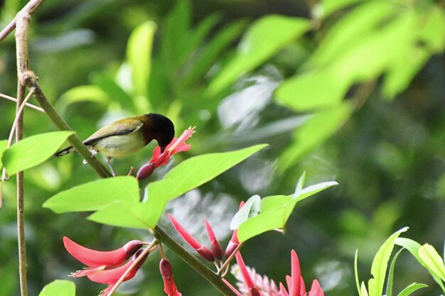 Close-up of bird perching on a plant