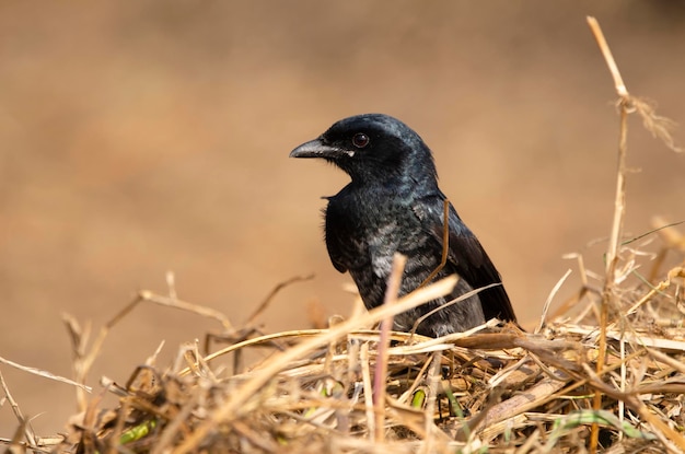 Foto prossimo piano di un uccello appollaiato su una pianta