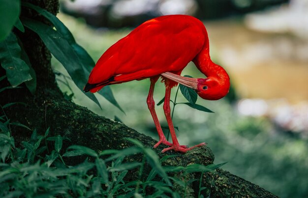 Foto prossimo piano di un uccello appollaiato su una pianta