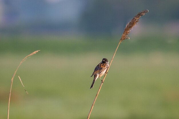 Close-up of bird perching on plant