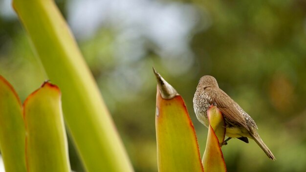 Close-up of bird perching on plant