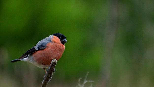 Close-up of bird perching on plant