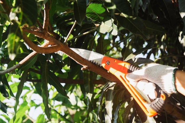 Photo close-up of bird perching on plant