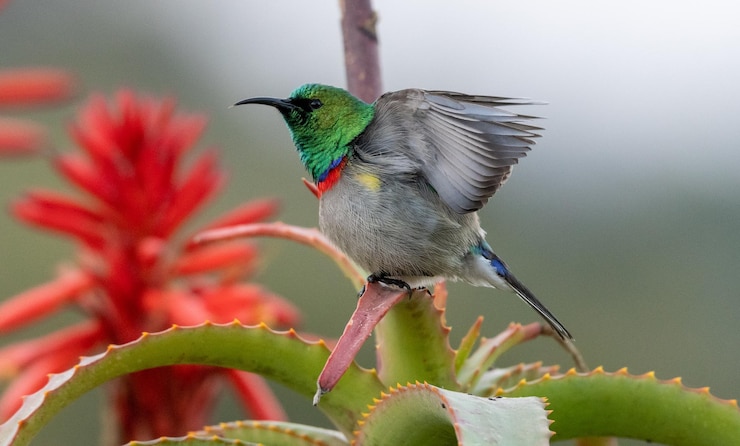 Photo 植物 に 座っ て いる 鳥 の クローズアップ