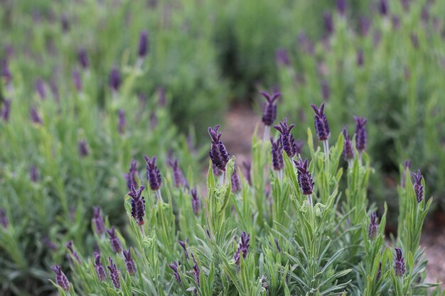 Close-up of bird perching on purple flowers blooming in field