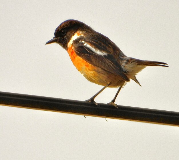 Close-up of bird perching on railing against sky