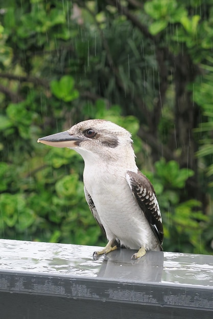 Photo close-up of bird perching on railing during rainy season