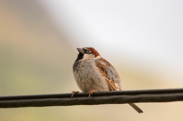 Photo close-up of bird perching on railing