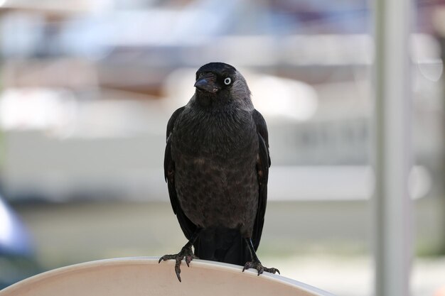 Foto close-up di un uccello appoggiato su una ringhiera