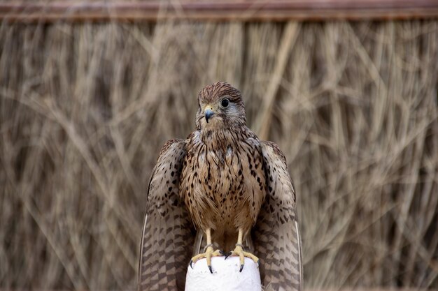 Photo close-up of bird perching on railing