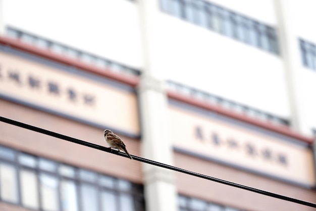 Photo close-up of bird perching on railing