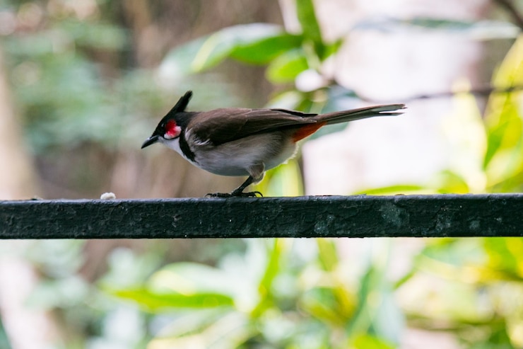 फोटो close-up of bird perching on railing